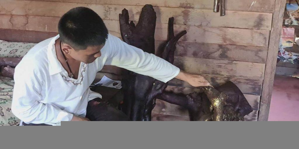 ตอไม้คล้ายกับช้างหลายเศียร