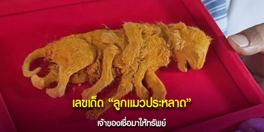 เลขเด็ด ลูกแมวประหลาด