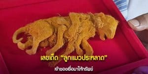 เลขเด็ด ลูกแมวประหลาด
